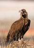 Kara akbaba / Cinereous vulture / Aegypius monachus